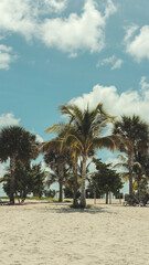 palm trees on the beach