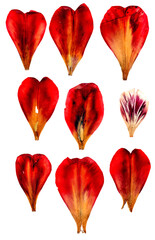 tulip perspective, dry delicate yellow, red, orange flowers and petals isolated on white background...