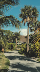 palm trees on the beach