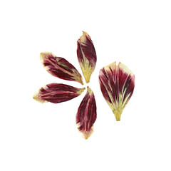 tulip perspective, dry delicate yellow, red, orange flowers and petals isolated on white background scrapbook pressed