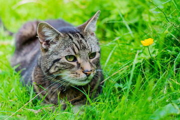 Cat in the Garden