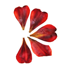 tulip perspective, dry delicate yellow, red, orange flowers and petals isolated on white background...