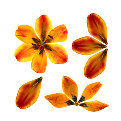 tulip perspective, dry delicate yellow, red, orange flowers and petals isolated on white background scrapbook pressed