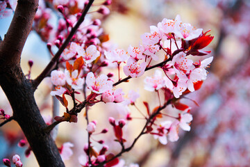 The mirabalan  blossoms in bloom