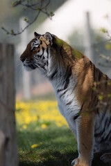 Tiger Ponders