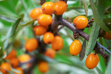 tomatoes on the tree