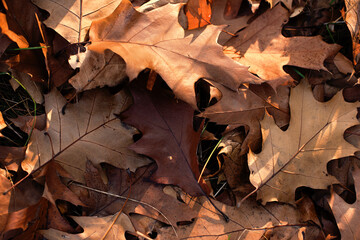 Photography from above of golden autumn leafs.Natural background with negative space.