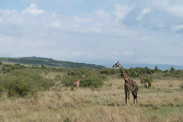 giraffe in the savannah