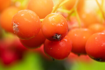 Rowan branches with ripe fruits close-up. Red rowan berries on the rowan tree branches, ripe rowan berries - obrazy, fototapety, plakaty