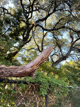 tree branch