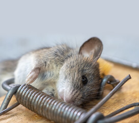 mouse in mousetrap