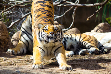 Zoo Animals 