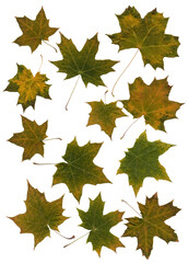 Maple pressed dirty green leaves with yellow piping isolated