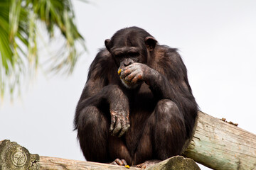 Animals from Zoo in Brownsville Texas