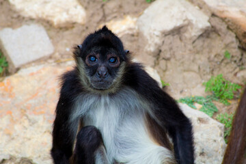 Animals from Zoo in Brownsville Texas