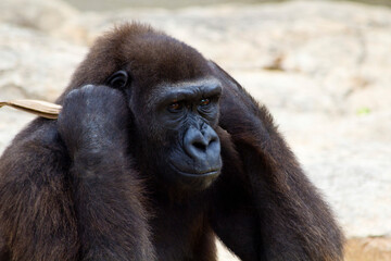Animals from Zoo in Brownsville Texas