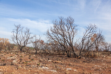 Alberi Bruciati