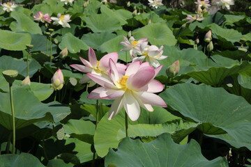 fioritura dei loti nel parco mediceo di pratolino firenze