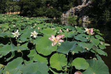 fioritura dei loti nel parco mediceo di pratolino firenze