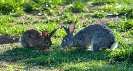 Portrait with two rabbits on the grass