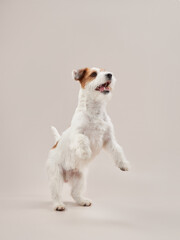 happy jack russell terrier on a beige background.  - obrazy, fototapety, plakaty