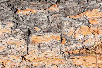 Old wood bark texture or background. Red pine tree. Tree bark texture background.