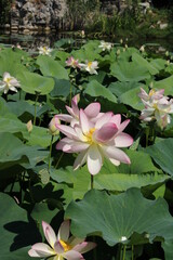 fioritura dei loti nel parco mediceo di pratolino firenze