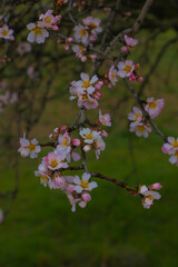 blooming almond tree and blurred background, heralding spring