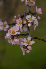 blooming almond tree and blurred background, heralding spring