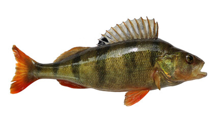 Perch live fish isolated on transparent background