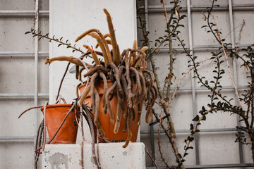 Cacti in brown clay pots against white concrete wall in the interior. Growing plants in botanical...