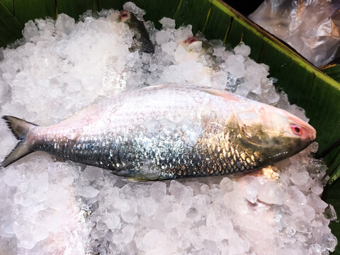 Hilsha or Ilish fish. The world famous Ilish fish of Padma river of Bangladesh. Hilsa fish