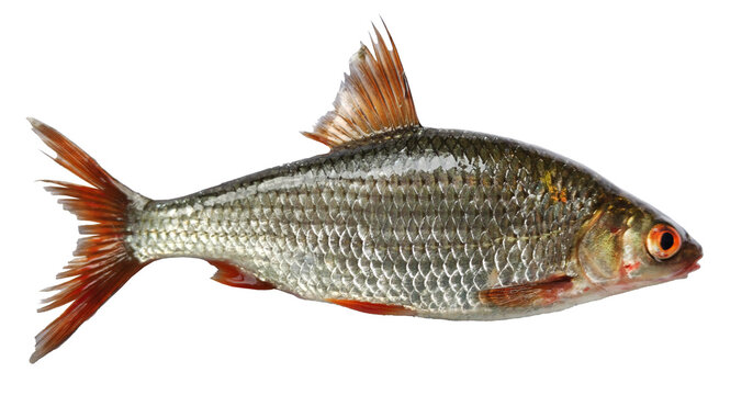 Rutilus live fish isolated on transparent background