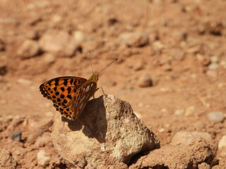 The Queen of Spain fritillary (Issoria lathonia) butterfly