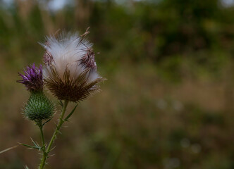 white fluff from the thistle which is an opening
