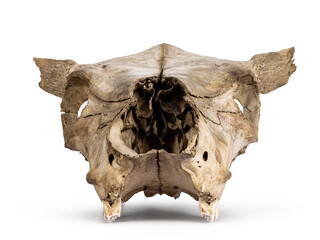 Front view of com skull. Isolated on a white background.