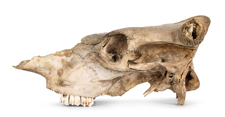 Side view of com skull. Isolated on a white background.