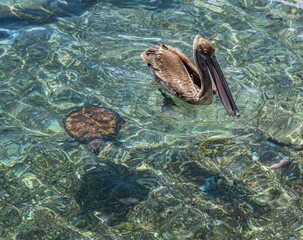  Views around the Caribbean island of Curacao