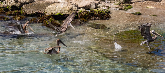  Views around the Caribbean island of Curacao
