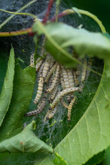 close-up of spun-in caterpillars on a leaf