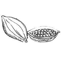 Cardamom