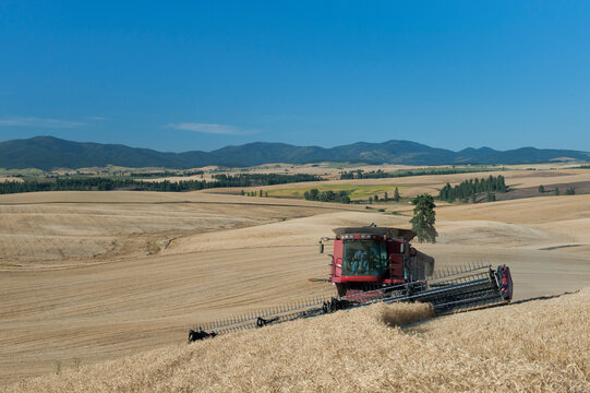 A combine harvester working a field, driving across the undulating landscape cutting the ripe wheat crop to harvest the grain.