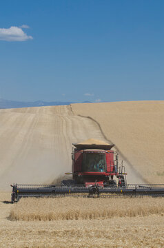 A combine harvester working across a field, driving across the undulating landscape, cutting the ripe wheat crop to harvest the grain.