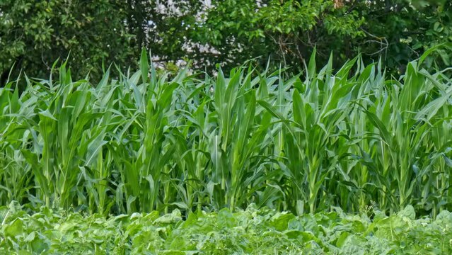 Corn frash green leaves in a cornfield