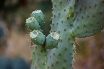 Ripe wild prickly pear cactus with a young nopal sprouting and sharp thorns. Nopal opuntia succulent live plant growing in a desert on a dark green natural background. Cactuses on dark background.