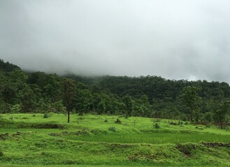 Fog descending upon Lush green fields and woods