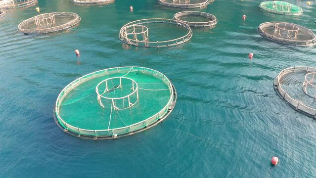 Fish farm (aquaculture) on the sea with mesh cages submerged in water. Artificial breeding in food production agriculture industry. Round circular shapes on blue and turquoise. Aerial drone view.