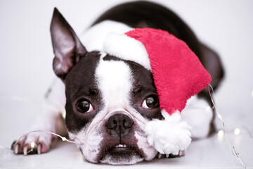 Cute Boston Terrier puppy in a red Santa Christmas hat lying in front view on a white background. The concept of New Year and Christmas.