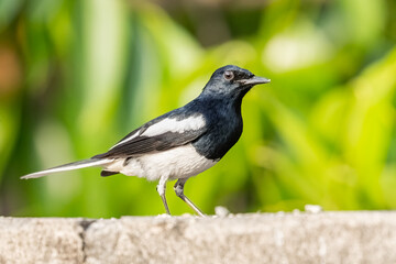 A Oriental Magpie portrait while sitting