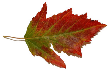red and green maple leaf, color changing fall leaf, multicolored autumn maple leaf